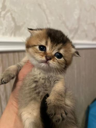 Pişiklər: Britan — 2