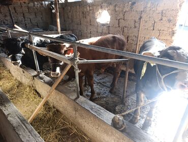 продаю музоо торпок корова самка бык самец айрширская ангус алатауская на забой для разведения на откорм племенные нетель привязанные: Сатам | Бука (эркек) | Бордоп семиртүү үчүн