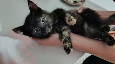 Мышыктар: Кошечка, трехцветная черепаховая расцветка))) Качественная, 1 штука — 1