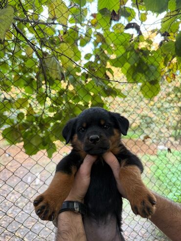 İtlər: Rotveyler, 2 ay, Dişi, Peyvəndli, Ünvandan götürmə — 5