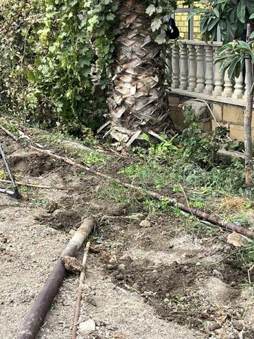 dikt satışı 2018: Satılır: hündür dekorativ palma ağacı - Növ: fan formalı yarpaqları