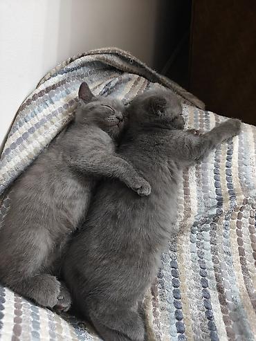 купить вислоухого котенка: Скотиш Страйт (Шотландская прямоухая), 2 месяца, Девочка, Серый, Приучена к лотку, С документами — 7