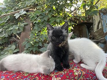 щенки сао: Отдаю котят 2 мес 2 мальчика 1 девочка район кок жар жилмассив — 5