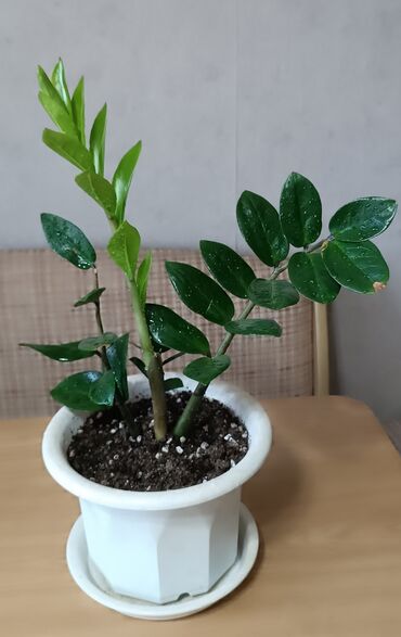 комнатные цветы сокулук: Замиокулькас (ZZ-plant) в горшке. - Компактный куст с несколькими