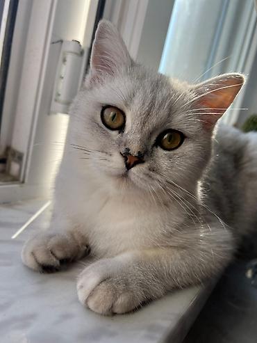chinchilla satın al: Şinşilla, Dişi, Yaxşı əllərə, Ünvandan götürmə — 5