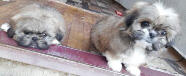 İtlər: Pekines, 1 ay, Dişi, Ödənişli çatdırılma — 7