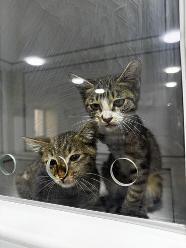 Pişiklər: Tabbi, Erkək, Dişi, Yaxşı əllərə, Pulsuz çatdırılma -da lalafo.az — 9 Pişiklər: Tabbi, Erkək, Dişi, Yaxşı əllərə, Pulsuz çatdırılma — 9