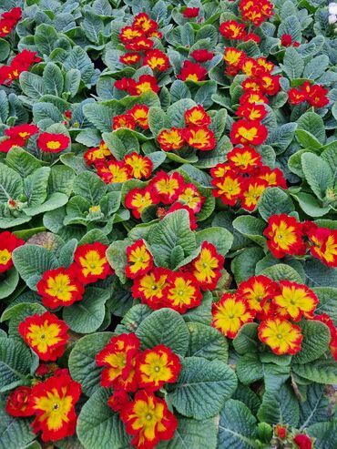 Otaq bitkiləri: 1Gullerin satişi unvanniza odenişli çatrlmada var karistan karpiz — 2