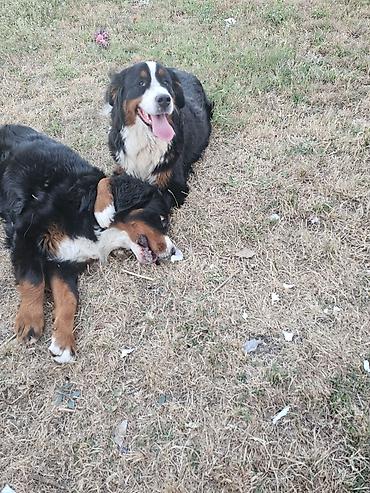 doberman cena: Dostupna zenka Bernskog planinskog psa. Starosti 11 meseci- — 9