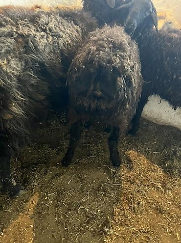 Баран, овца: Продаю | Овца (самка) | Для шерсти | Ярка — 10