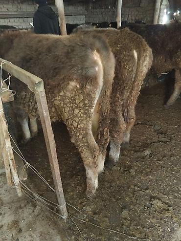 Коровы, быки: Продаю | Бык (самец) | Полукровка | На откорм — 5