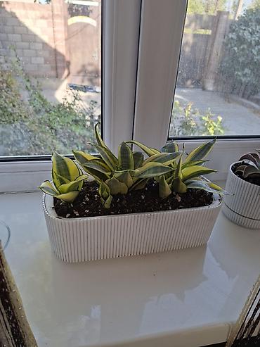 за неделю: Комнатные суккуленты в горшках 1) Сансевиерия хаки (Sansevieria — 1