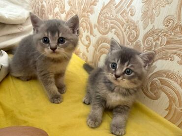 ağ pişiy: Britan, Dişi, Erkək, Yaxşı əllərə, Ünvandan götürmə, Ödənişli çatdırılma, Pulsuz çatdırılma