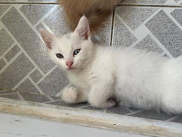 pişik oyuncaqları: Yaxşı əllərə — 2