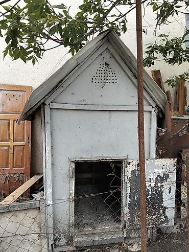 qizil qus: Salam Icinde qus ve toyuq saxlamaq olar artiq vaxt olmadigi ucun — 2