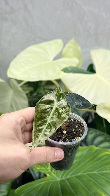 Монстеры: Детки Алоказии Полли по 200 Монстера адансони вариегатная (Monstera — 12