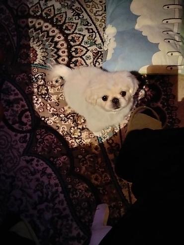 it toy pudel: Pekines, 4 ay, Erkək — 1