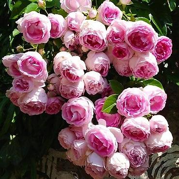 Саженцы Самовывоз