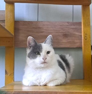 котёнка в добрые руки: Dişi, Yaxşı əllərə