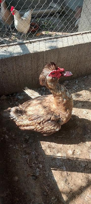 cins ineklerin satisi: Dişi, | Lal ördək, Damazlıq — 1
