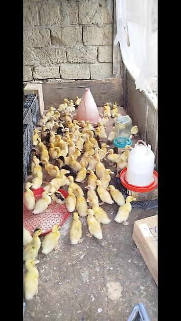 dəvə satilir: Satılır ördək balaları. pekin kuban oredkleri 16 gunlukduler tam — 2