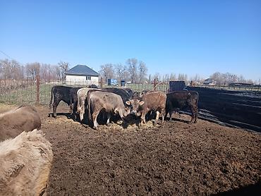 Коровы, быки: Продаю | Бык (самец) | На откорм — 9