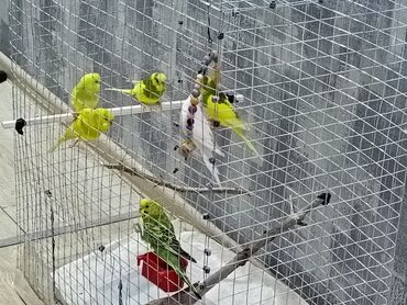 Tutuquşları: 1 ədəd - 20 manat Sevgi və qayğı göstərə biləcək insanlara dalğalı — 7