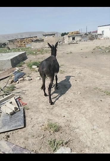heyvan alqi satqisi: Satılır ciddi alıcılar yazsın cavab veriləcək qiymətdə cüzi endirim — 1