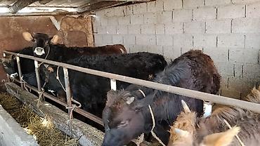 Коровы, быки: Продаю | Бык (самец) | На откорм | Привязанные — 6