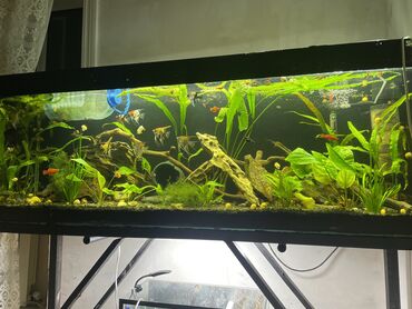 akvarium bitkisi: Dördbucaq Akvarium, Balıqlarla birlikdə, 280 l, Ünvandan götürmə