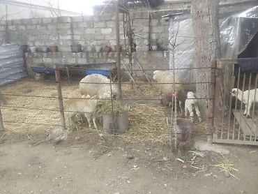 Qoyunlar, qoçlar: Qoyun və quzular - Cins: yerli ətlik/yunlu tip (şəkillərdə ana — 8