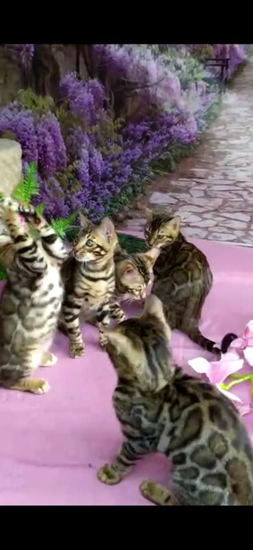 Продажа кошек: Бенгальские котята Проф.Питомник Бен Гла Мур предлагает.чудесных — 27