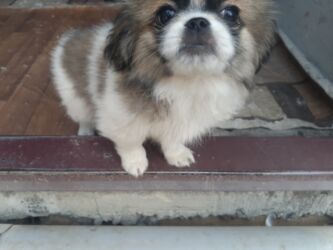 İtlər: Pekines, 1 ay, Dişi, Ödənişli çatdırılma — 15