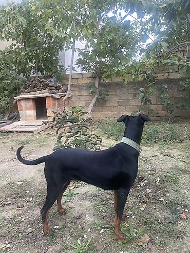 baskervillerin iti: Doberman, 11 ay, Dişi, Ünvandan götürmə — 5