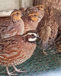 купить домашних курей: Продам виргинских куропаток 10 штук по 1200 сом at lalafo.kg купить домашних курей: Продам виргинских куропаток 10 штук по 1200 сом