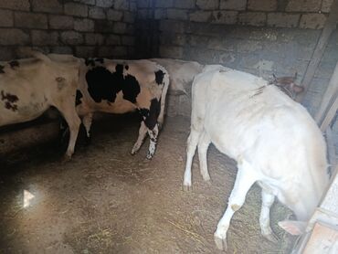 Inəklər, öküzlər: Salam 5 dana satılır dişi danalardır cins malın balaridi qiymət 1370