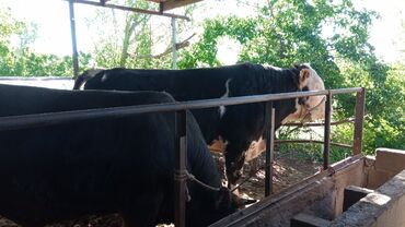 Коровы, быки: Продаю | Бык (самец) | Симментальская | Для разведения | Искусственник