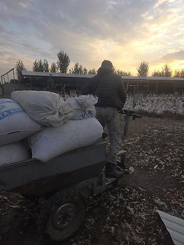 Айыл чарба: Талап кылынат Канаттуу куш багуучу, Төлөм: Күнүмдүк — 3