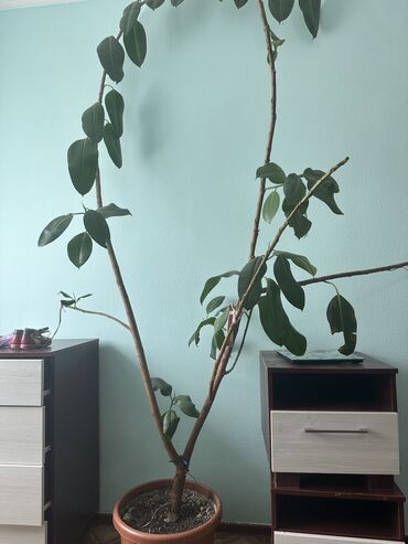 Комнатные растения: Продаеться фикус с высотой 3 метра номер