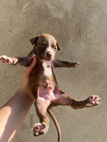 dovşan şekilleri: Pitbul, 1 ay, Erkek, Ünvandan götürmə