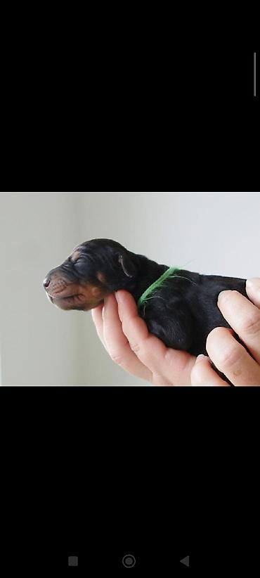 Животные: DOBERMANbalları Temmiz Qandi heç bir qarışığı yoxdu cəmi 3bala qalib — 1
