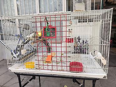 qus qəfəs: (Corella) papağanı və qəfəs dəsti - Növ: Corella daraqlı başlı — 1