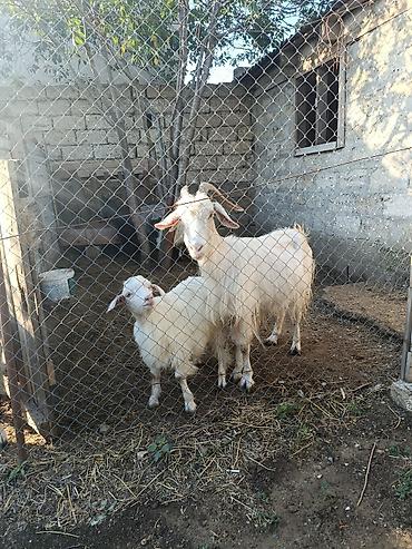 sud veren keci: Çəpiş erkəkdi.Anası 4doğardı — 2