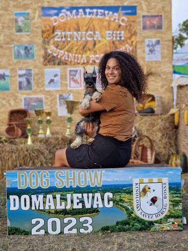 Psi: Odgajivacnica Pet house nudi prelepe stence Patuljastog snaucera Biber — 20