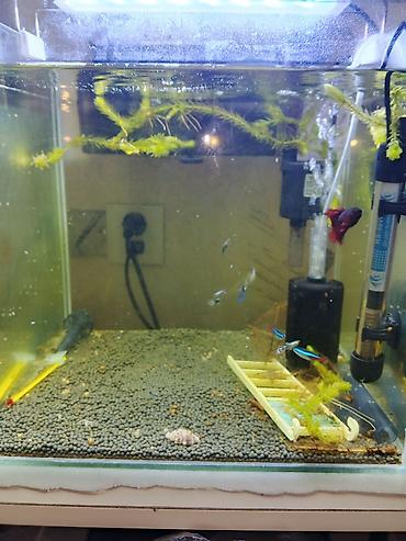Akvarium aksessuar və ləvazimatları: 35.35.35 akva
11 balig tetra guppy Betta
güçlü filtre — 4