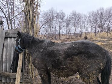 кара балта полтавка: Жазга кунан сатылат байланган баасы 90 адрес кара балта кызыккандар