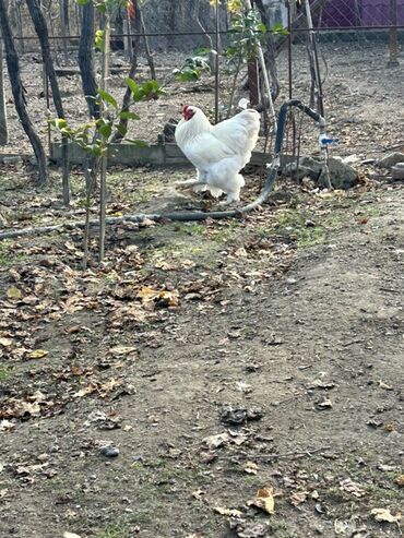 Toyuqlar: Toyuq, Brama, Yumurtalıq, Ünvandan götürmə — 13