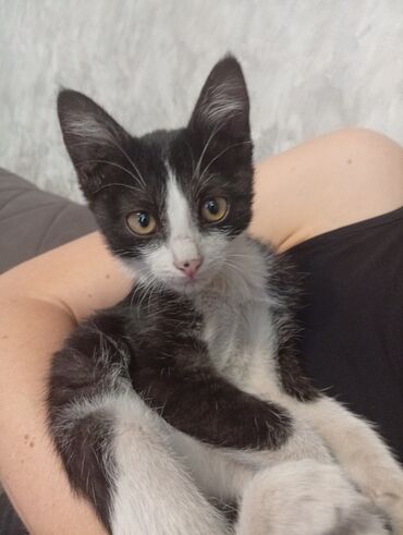 скоттиш фолд шотландская вислоухая кошка: Кошка даром: Беспородная, 3 месяца, Мальчик