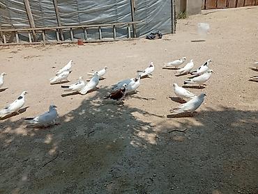 hind quşu: 22 ədəd qusdu 1 nəsildi hami cutdu real aliciya endirim olacaq — 3