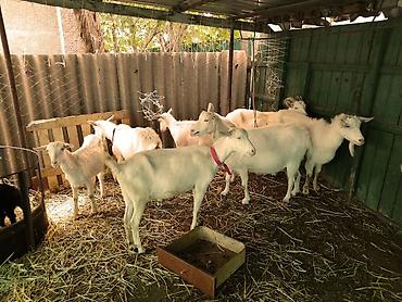 Козы, козлы: Продаю | Коза (самка), Козёл (самец), Козлёнок | Зааненская, Битал | Для разведения, Для молока | Племенные, Котные, Осеменитель — 5